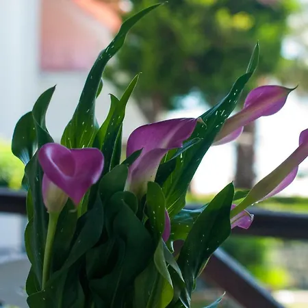 Alexger Front Deluxe House Dom wakacyjny