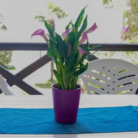 Alexger Front Deluxe House *